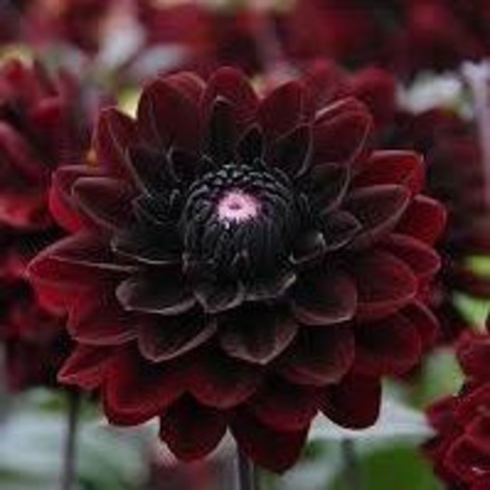 Meet your Posher, Lamariposa